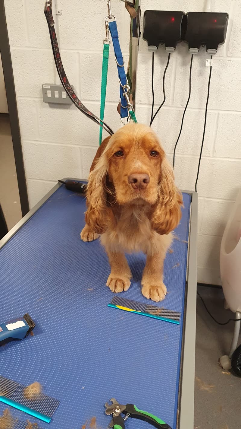 The grooming station: blue table, grooming arm, clippers and combs